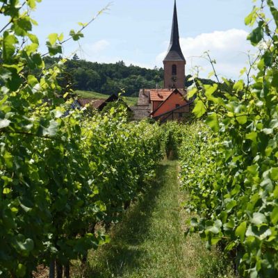 Vignes-dAlsace.1