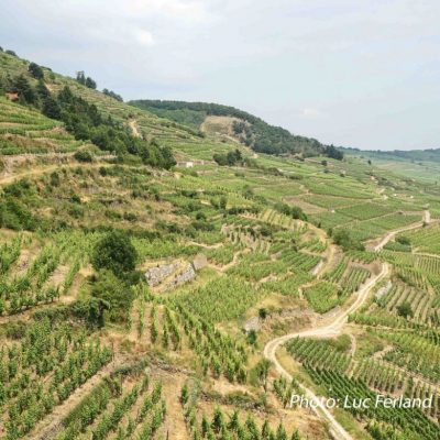 Vignes D'Alsace.2