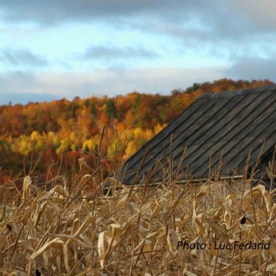 Charme d'automne, 4ème rg St-Gabriel.3