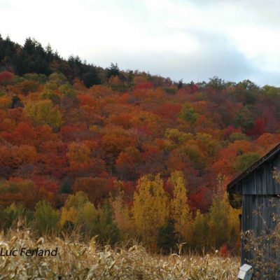 Charme d'automne, 4ème rg St-Gabriel.4