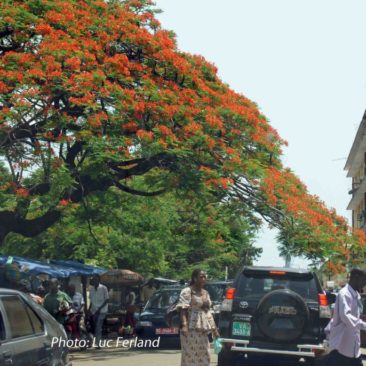 Guinée 1