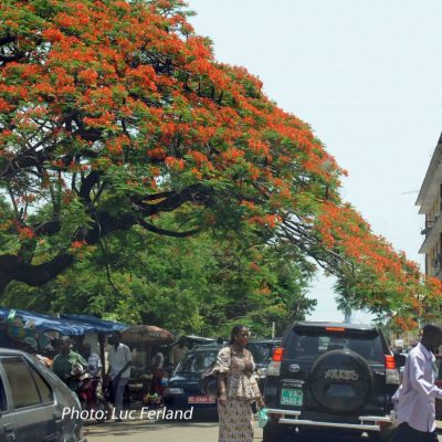 Guinée-1