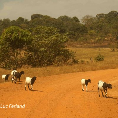 Guinée-33