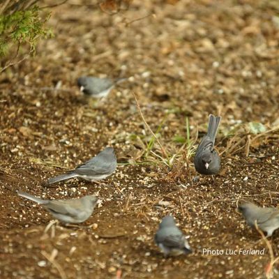 19. Regarder les oiseaux du ciel, ils ne sément, ni ne moisonnent, et pourtant...